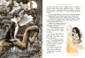 Рікі-Тікі-Таві. Джозеф-Редьярд Кіплінґ (Укр) Рідна мова (9786178248772) (493516)