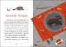 Клопіт із Горішком. Я вже читаю – Холевінська-Школік А. (Укр) Ранок (9786170994059) (525522)