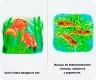 Бузкові книжки Що спочатку (Укр) Сонечко А1225011У (9789667496395) (346532)