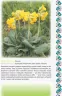Енциклопедія Український квітник Мініатюрні есеї + схеми вишиванок Початкова школа (Укр) Ранок Н901290У (9786170943910) (295434)