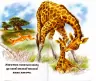 Бузкові книжки Мами і малята Дикі тварини (Укр) Сонечко А1225015У (9789667496432) (346536)