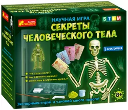 Анатомія скелет людини (Рос) Ranok-Creative 12115017Р (4823076133658) (300642)