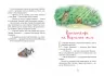 Казки Чарівного лісу. Валько (Укр) Рідна мова (9786178373443) (513242)