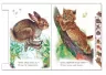 Книга Малятам про звіряток У лісі (Укр) М322016У Ранок (9789667502096) (431046)