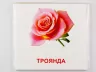 Картки міні Квіти (110х110 мм) Зірка 72754 (9789663336930) (286284)