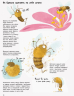 Енциклопедія Усе про бджіл... і не тільки (Укр) Ранок N1215001У (9786170959669) (373402)