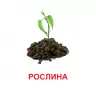 Картки міні. Рослини (110х110 мм) Зірка 145596 (2000001455968) (478518)