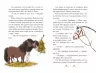 Вівсяна банда Вітер у гривці Книга 1 Суза Кольб (Укр) Школа (9789664295229) (294962)