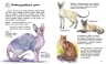 Коти. Енциклопедія дошкільника – Каспарова Ю.В. (Укр) Ранок (9786170992741) (524374)