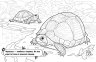 Тварини в оселі. Розмальовка. Сидоренко О.І. (Укр) Ранок (9789667515072) (503988)